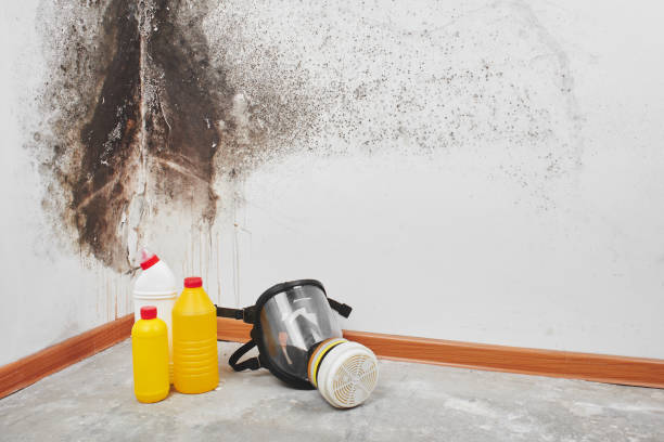 Mold Odor Removal Services in Seabrook, MD